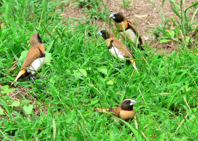 22- Petits oiseaux 